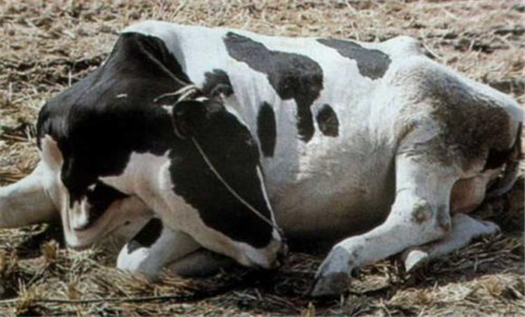 牛前胃弛缓症状有哪些？牛前胃弛缓的治疗方法