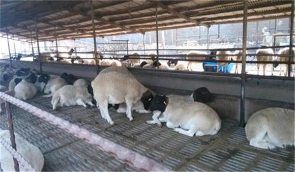种公羊的饲养管理要点 略谈种公羊最佳饲料配比
