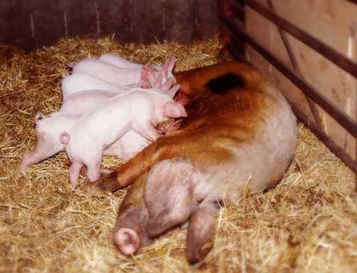 临产前母猪的表现有哪些