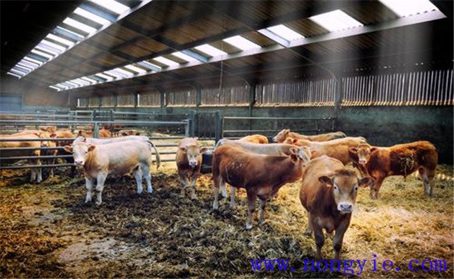 冬季养奶牛如何管理 冬季奶牛饲养管理要点