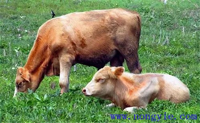 奶牛养殖容易忽略、又必须掌握的饲养管理要点
