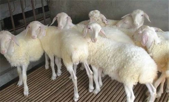 羊育肥技术