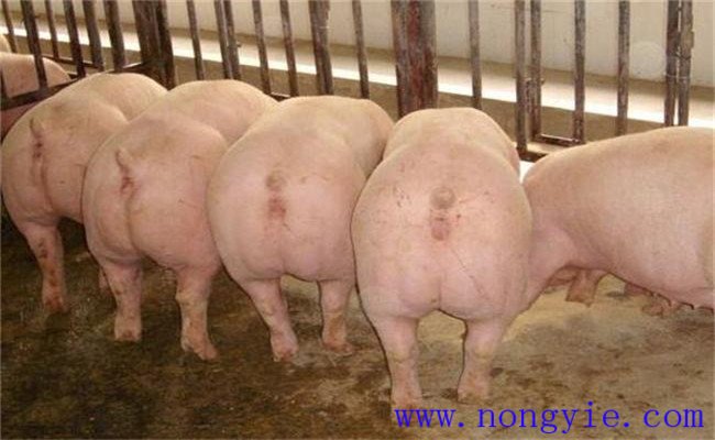 不同阶段的母猪饲料配方应如何配制