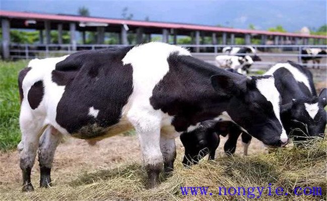 奶牛高产稳产饲养的十大方法