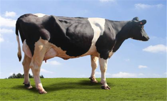 荷斯坦牛的外貌特征是什么?其生产优势如何?