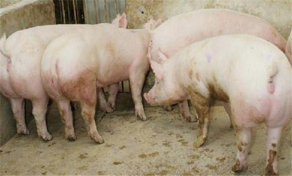 种母猪如何饲养 种母猪饲养管理技术三要点
