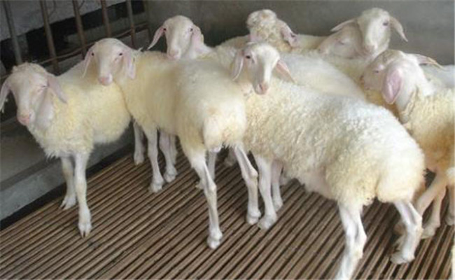 小尾寒羊的生产优势 小尾寒羊放牧补饲技术要点