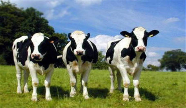 奶牛的发情周期为多少天 如何鉴定奶牛是否发情