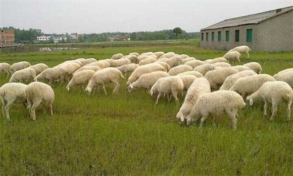 农村养羊怎么样 农村养羊的技术措施