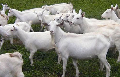 中国奶山羊品种主要有哪些