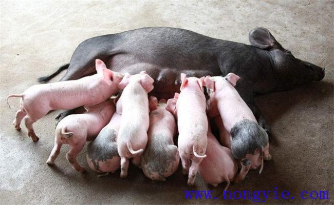 如何缩短仔猪哺乳周期，有效提高母猪饲养效益