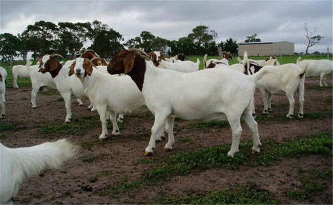 提高波尔山羊繁殖力的主要措施
