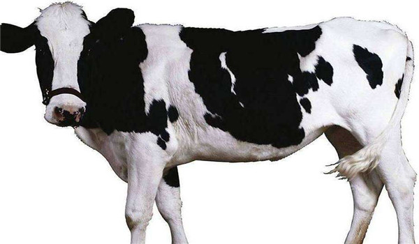 奶牛有公的吗，怎样使奶牛多产奶？
