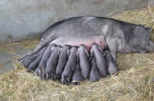 母猪怎样人工催情？促进母猪发情排卵的措施