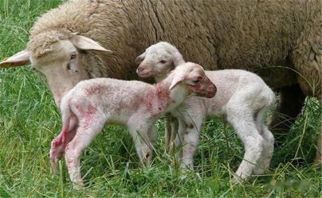 提高母羊繁殖效率的可能性