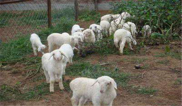 山羊冬季如何饲养管理