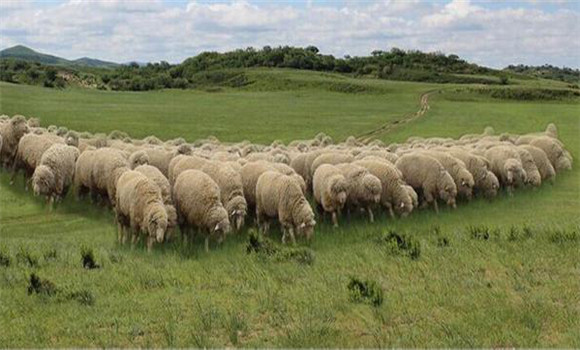 肉羊产业发展现状、出路及发展建议