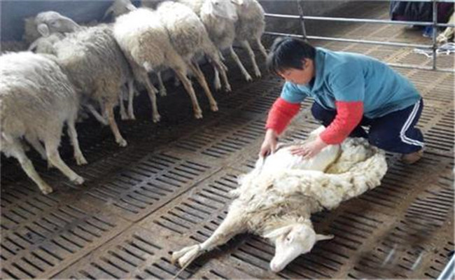 绵羊的剪毛方法和绒山羊的抓绒方法简介