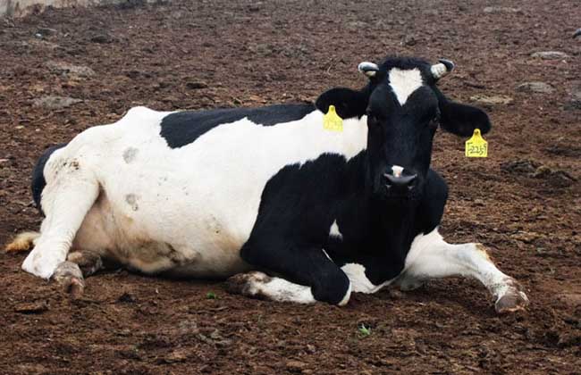 荷斯坦奶牛一天产奶量