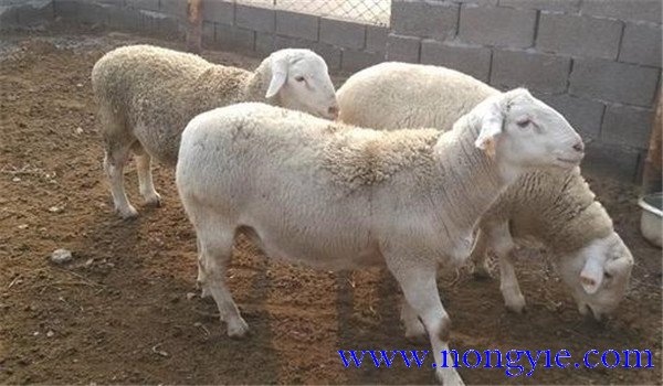 淘汰羊的育肥方法