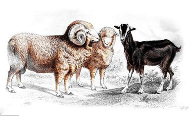 羊棘球蚴病（包虫病）的病原是什么