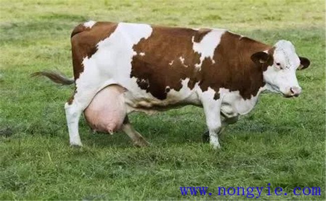 奶牛非传染性繁殖障碍的类型主要有哪几个方面