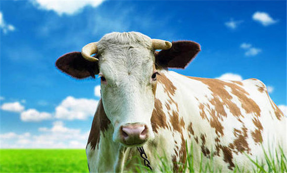 母牛不发情的主要病因　