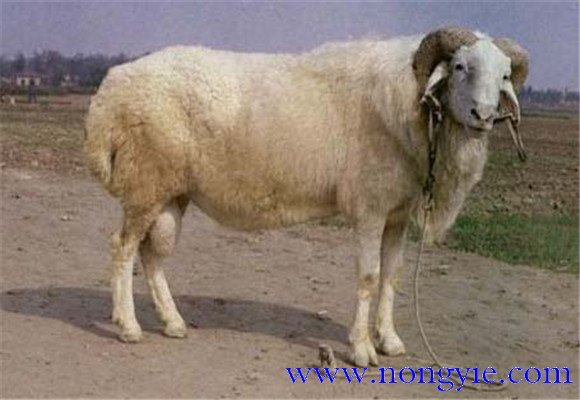 小尾寒羊和波尔山羊生产性能