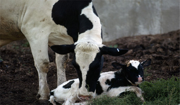 犊牛如何喂初乳 犊牛初乳饲喂技术