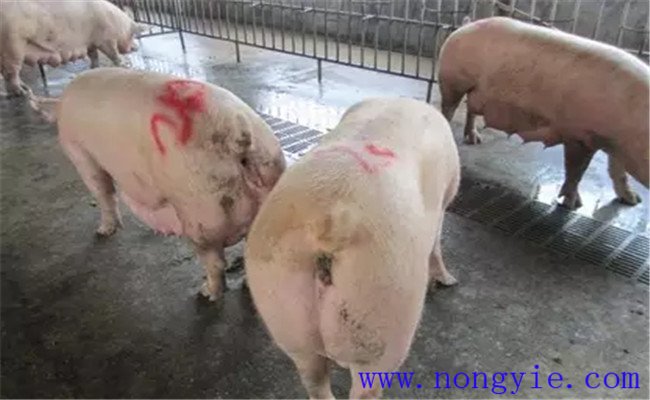 母猪配种前的管理：分圈饲养与短期优饲方法