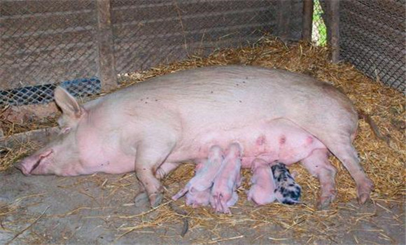 母猪催乳方法 母猪人工催乳技术要点