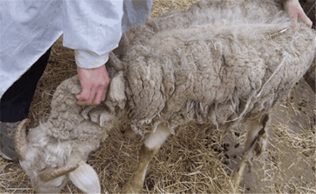 山羊疥螨病的症状表现、治疗方法与预防措施