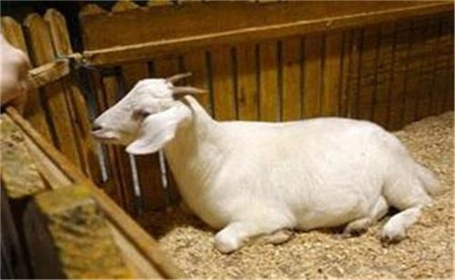 几种常见的羊消化系统疾病防治技术要点