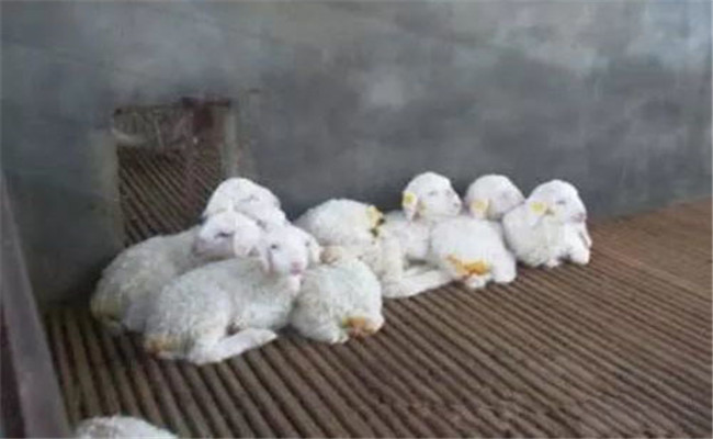 新生羊羔预防破伤风的方法