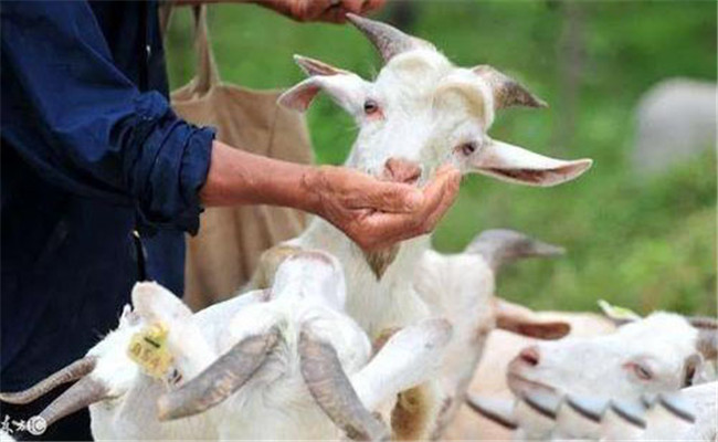 肉羊主要传染病的防治方法
