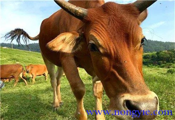 牛能活多少年，牛的常见种类有哪些？