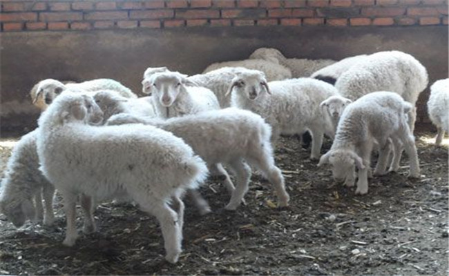 小尾寒羊的常见疾病有哪些，如何防治？