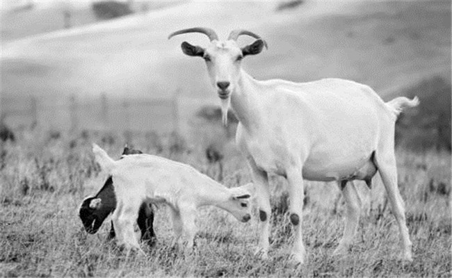 羊的消化道线虫病的诊断要点是什么