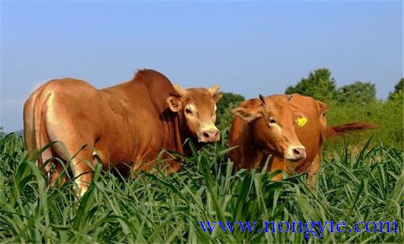黄牛养殖成本分析 影响黄牛养殖成本的因素
