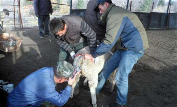 提高绵羊人工授精技术水平与受胎率的方法