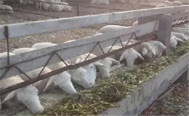 各类饲料的营养成分及对羊发育成长的作用