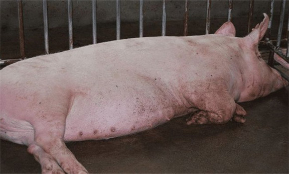 母猪的临产时征兆