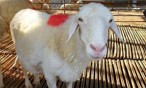 羊难产怎么办 如何减少羊难产发生率