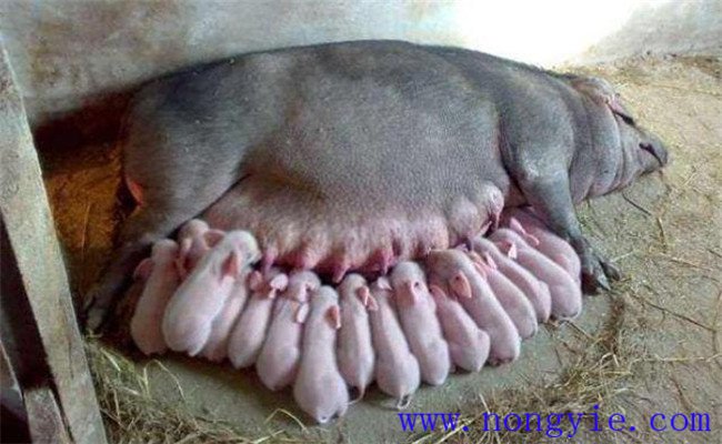 母猪产后热的类型与症状，怎样防治母猪产后热