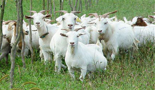 山羊的繁殖技术：如何提高羊的繁殖能力