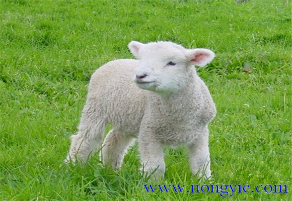 羔羊的早期饲喂、合理补饲和运动锻炼方法