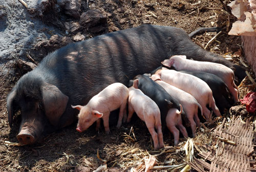养猪场母猪饲养管理有哪些技巧