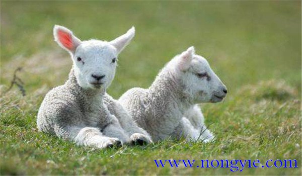 羔羊快速育肥的经典配方与主要措施、方法