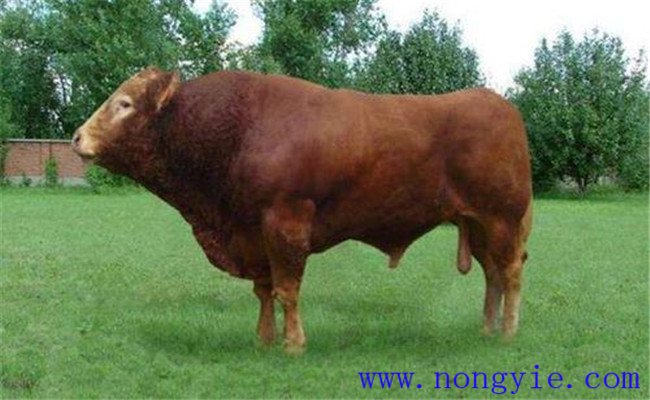 利木赞牛的原产地、外貌特征及其生产性能