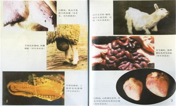 羊鼻蝇蛆病图片 羊鼻蝇蛆病的治疗方法